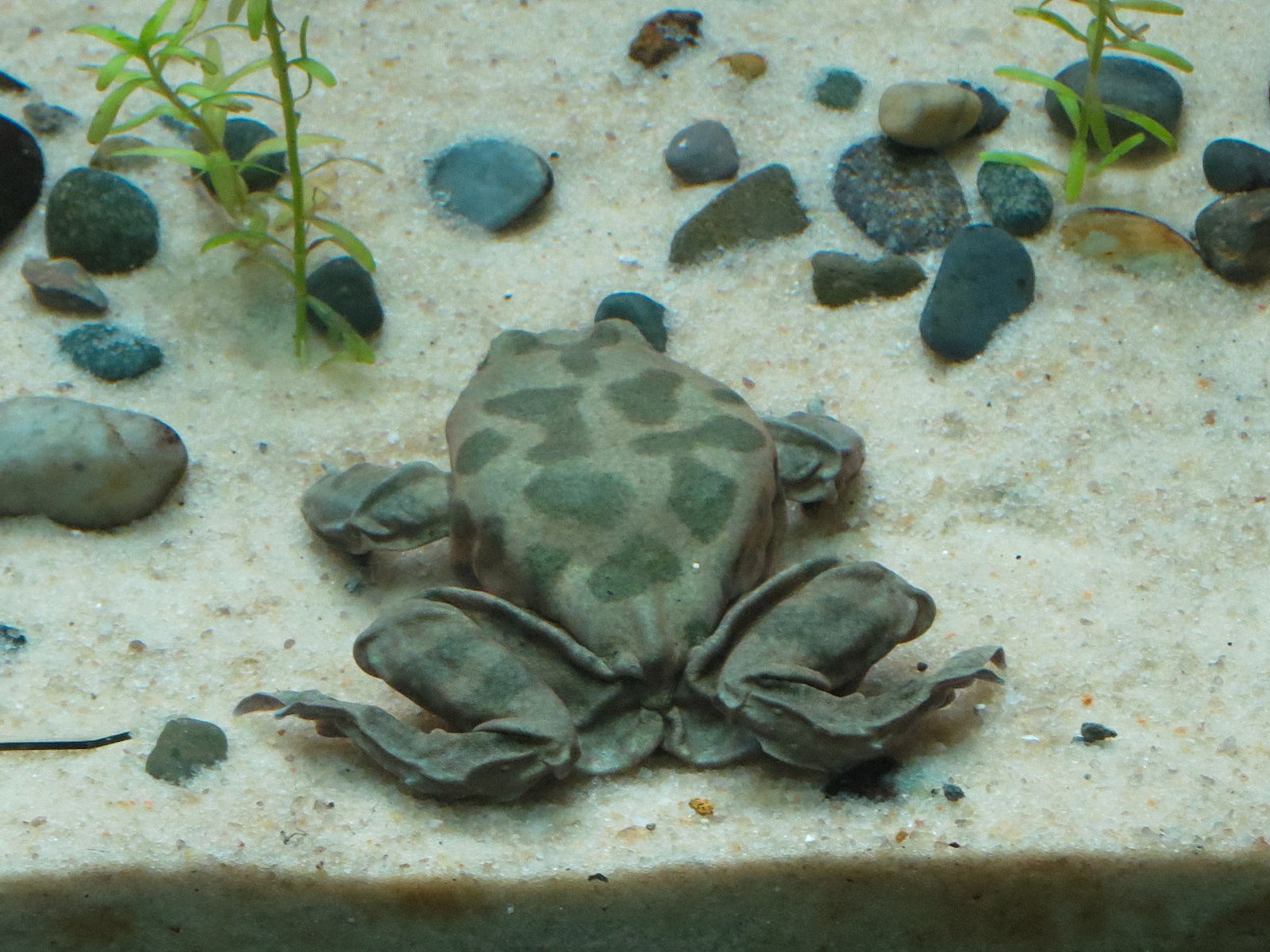 Scaly Slimy Spectacular - Titicaca Water Frog Exhibit