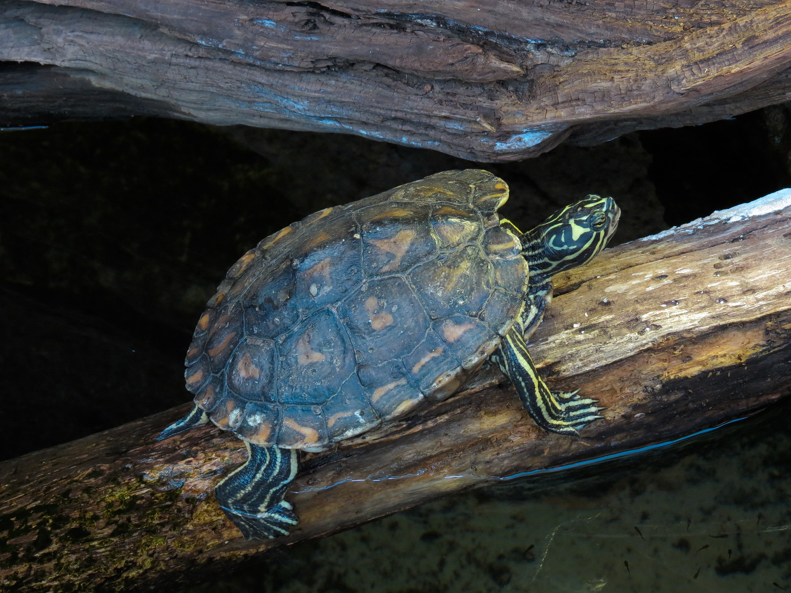 Scaly Slimy Spectacular - Turtle Exhibit - Yellow-blotched Map Turtle
