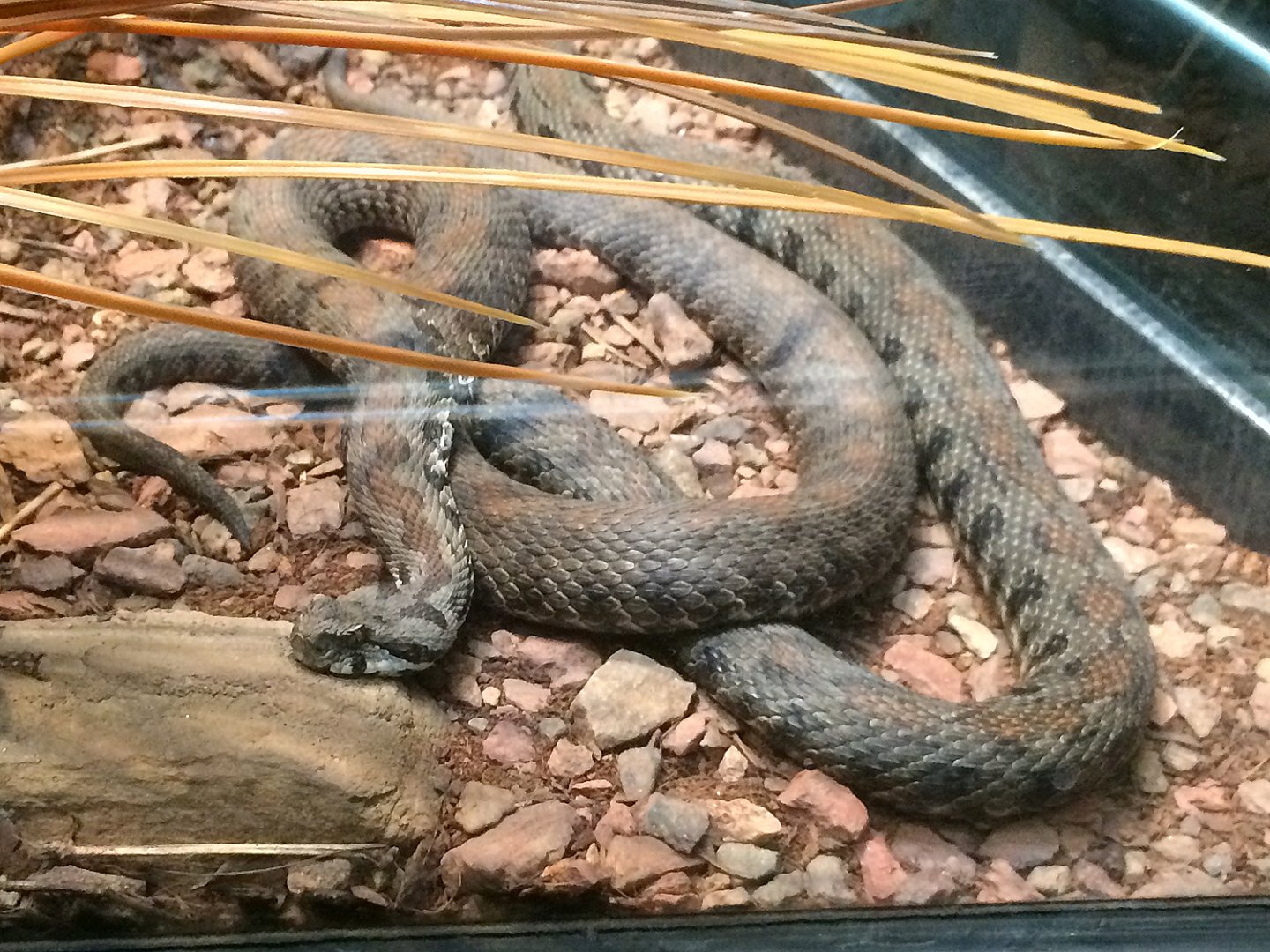 Scaly, Slimy, Spectacular - Vipera sp.