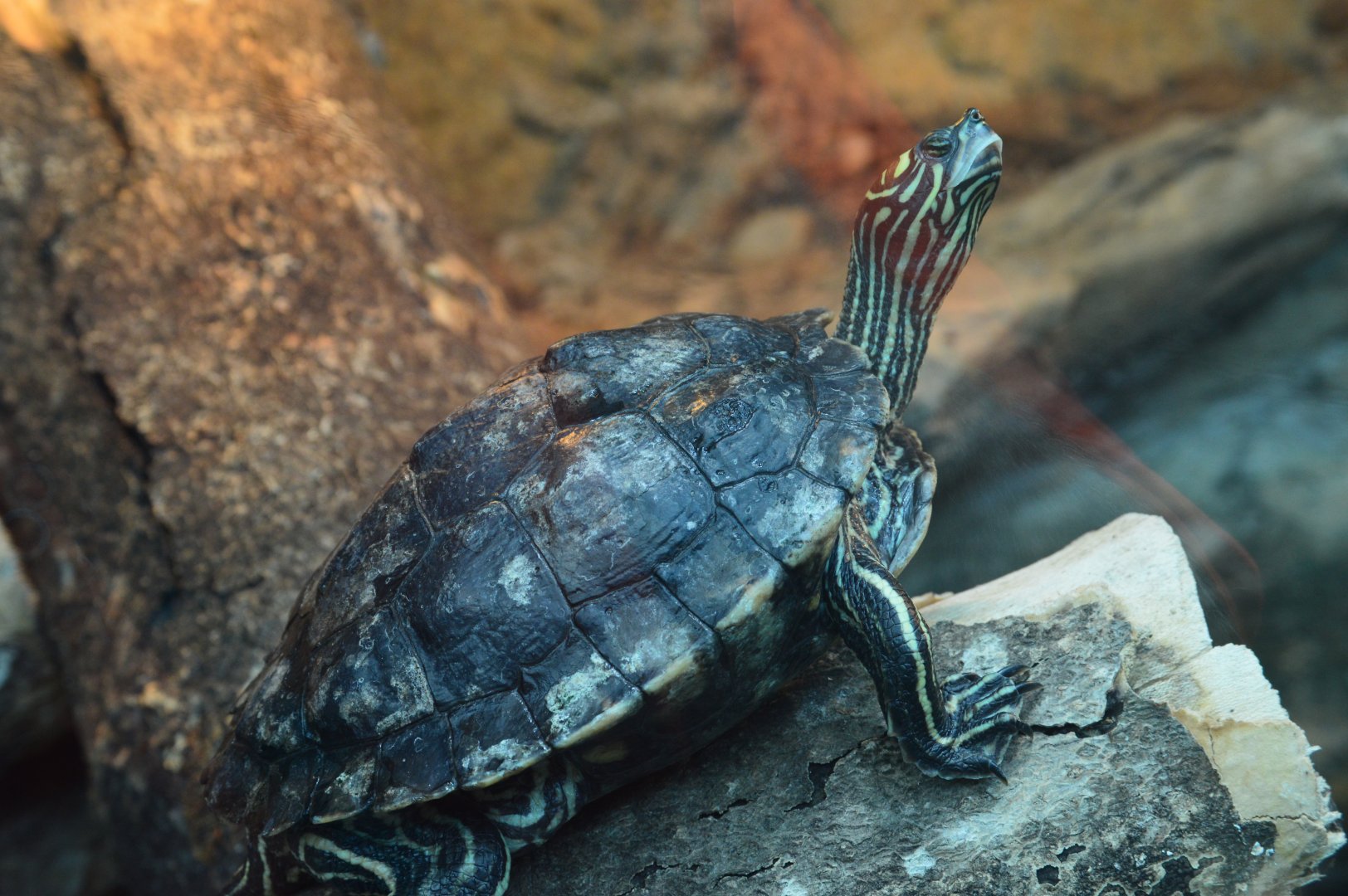 Scaly Slimy Spectacular - Yellow-blotched Map Turtle