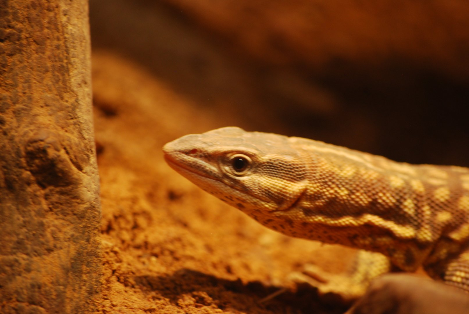 Scaly-Tailed Monitor