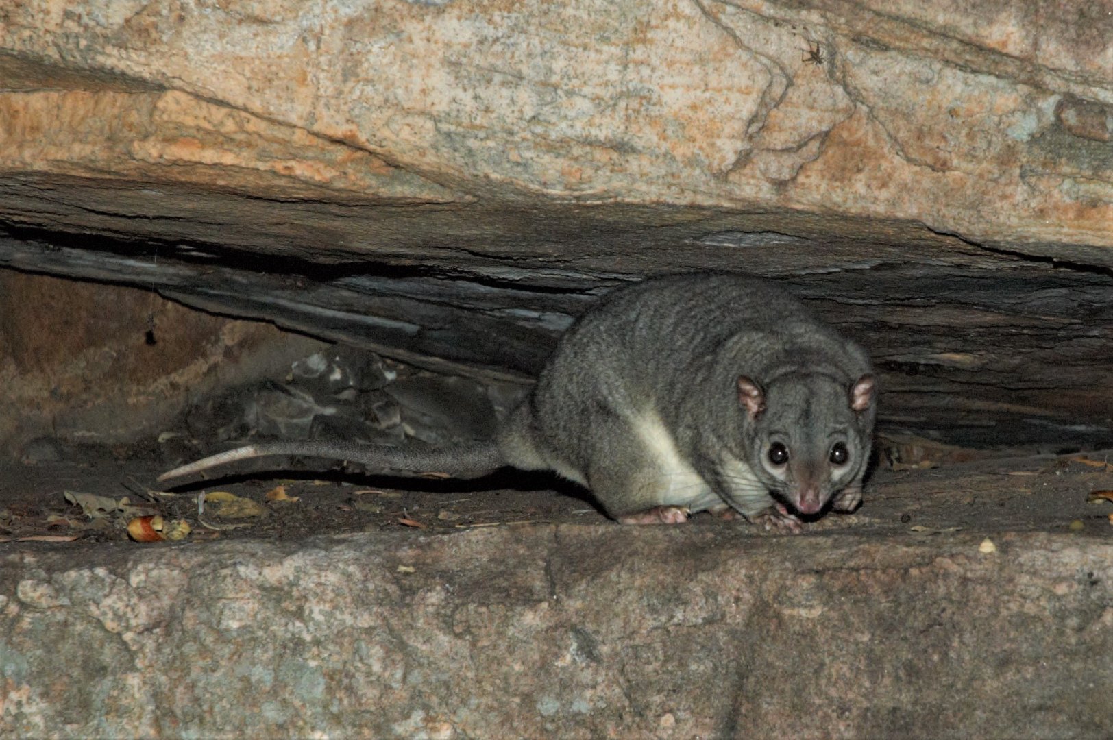 Scaly-tailed Possum (Wyulda squamicaudata)