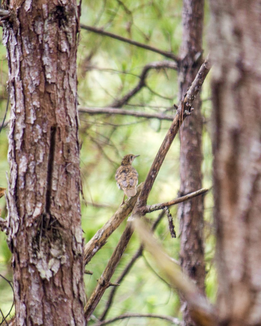 Scaly thrush, Zoothera dauma