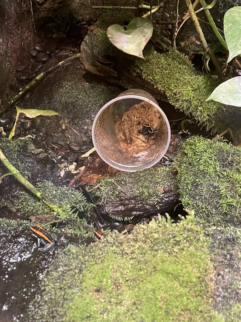 Scandalous Dart Frogs!