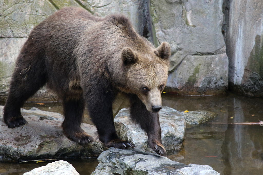 Scandinavian Brown Bear at Skansen 30th August 2016