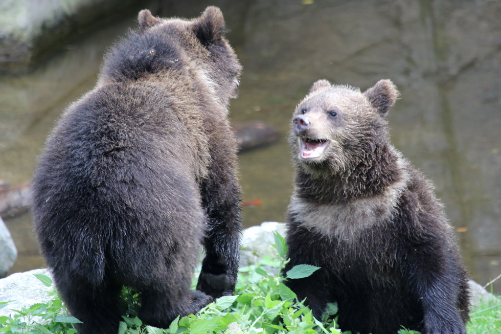 Scandinavian Brown Bear cubs at Skansen 30th August 2016