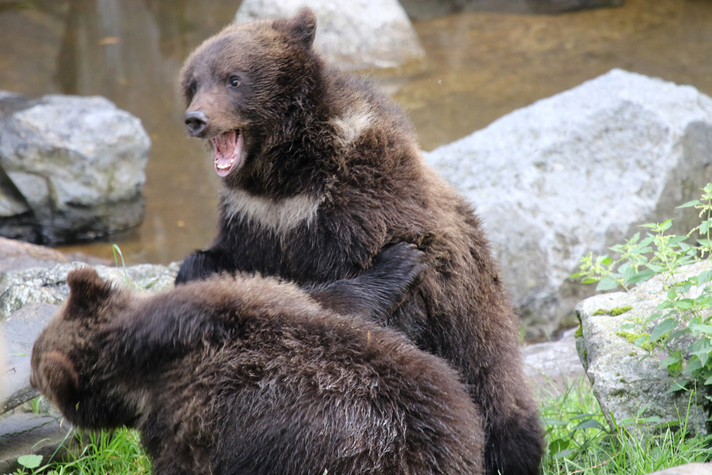 Scandinavian Brown Bear cubs at Skansen 30th August 2016