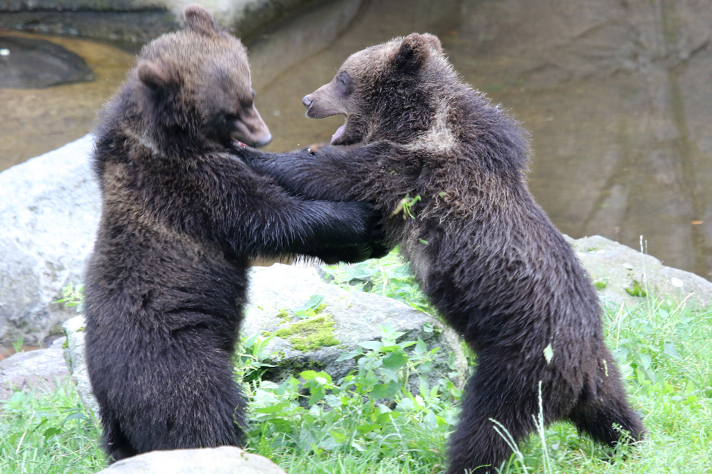 Scandinavian Brown Bear cubs at Skansen 30th August 2016