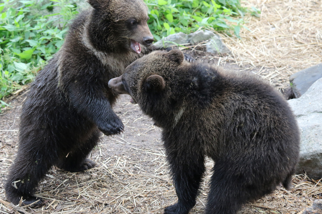 Scandinavian Brown Bear cubs at Skansen 30th August 2016