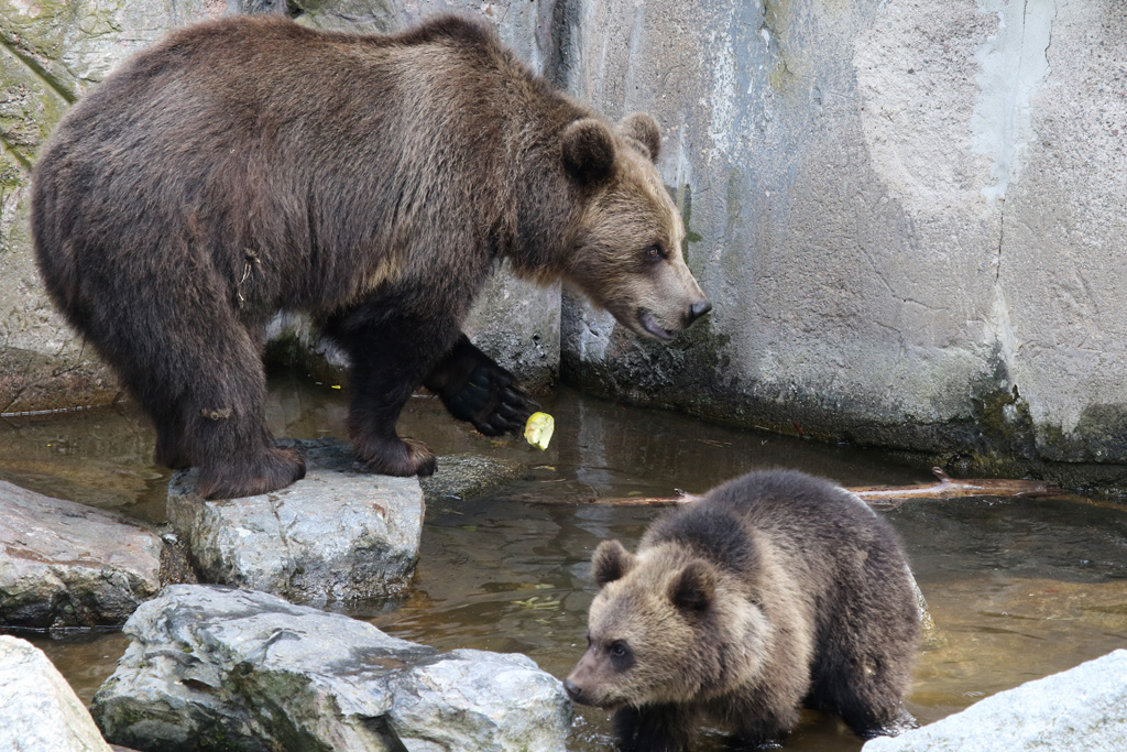 Scandinavian Brown Bear with cub at Skansen 30th August 2016