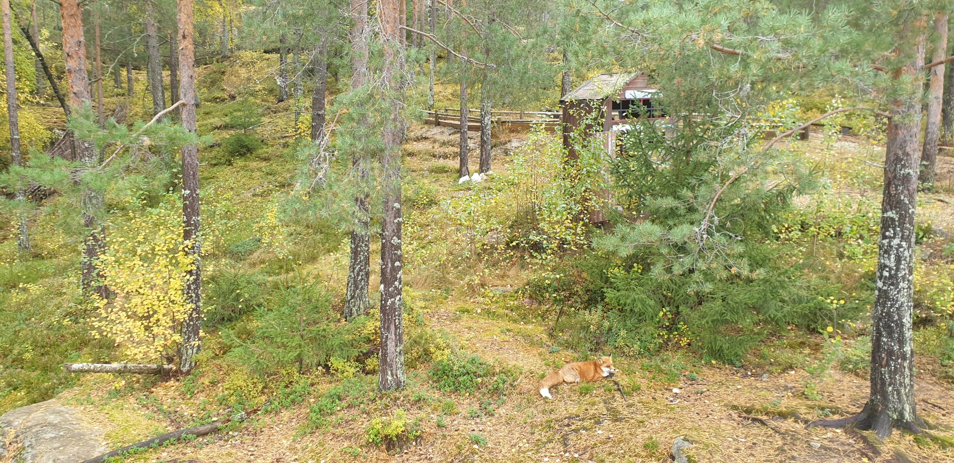 Scandinavian Red Fox (Vulpes vulpes vulpes)
