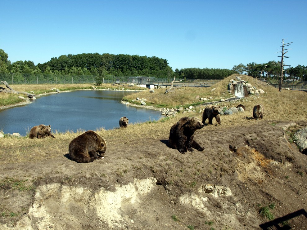 Scandinavian Wildlife Park - Bear Park