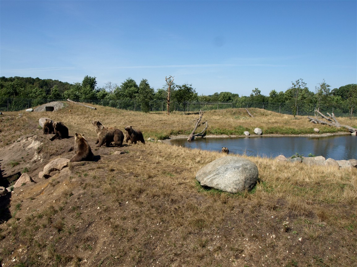 Scandinavian Wildlife Park - Bear Park
