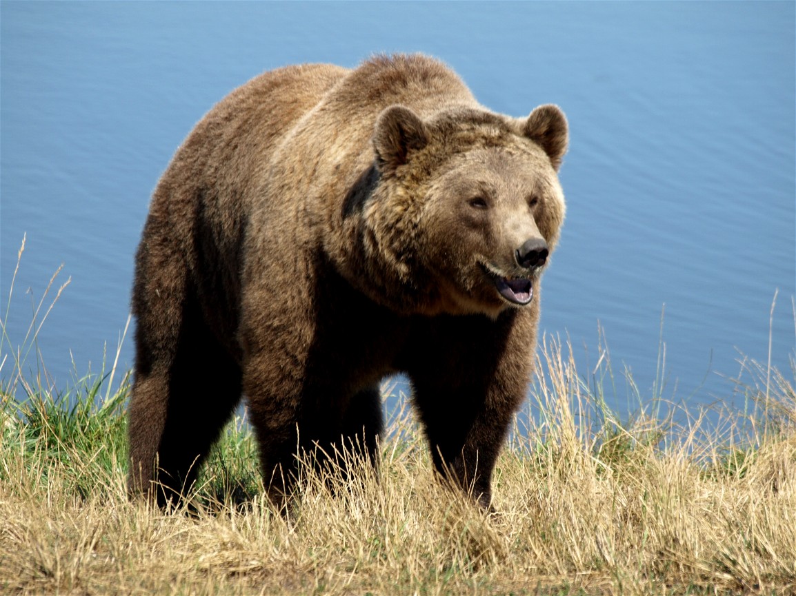 Scandinavian Wildlife Park - Brown bear