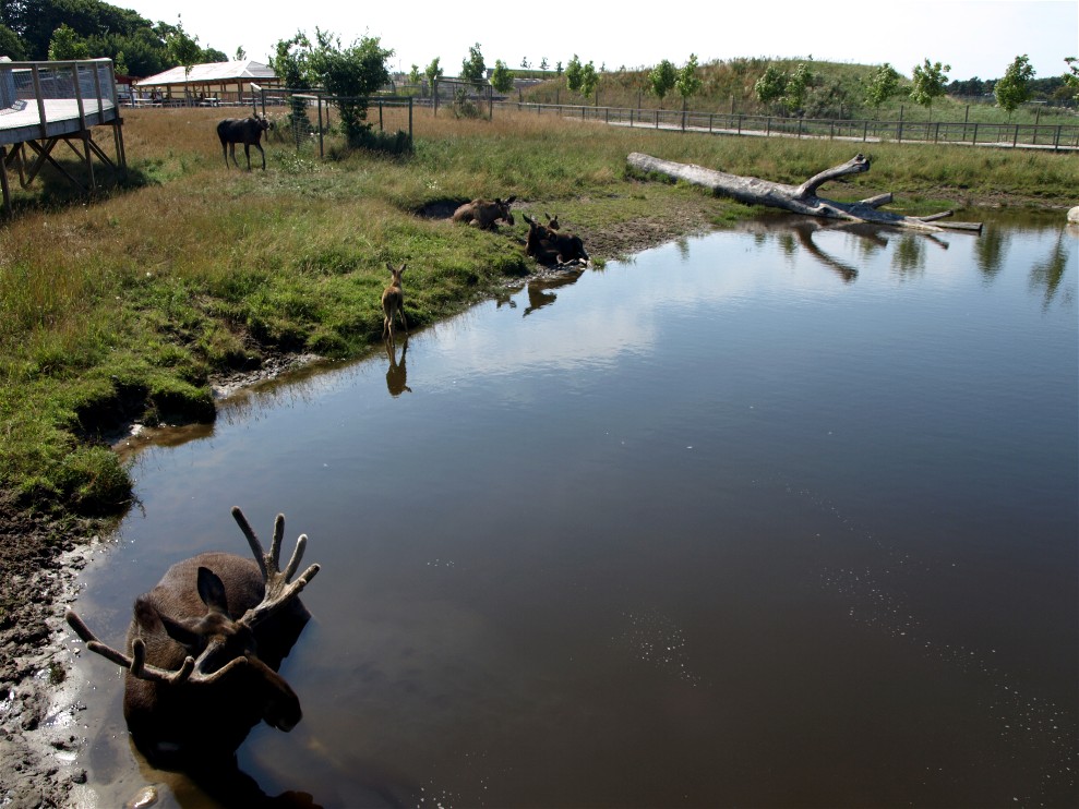 Scandinavian Wildlife Park - Moose Park