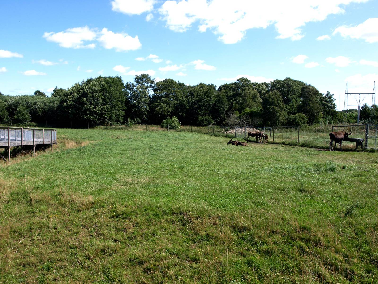 Scandinavian Wildlife Park - Moose Park