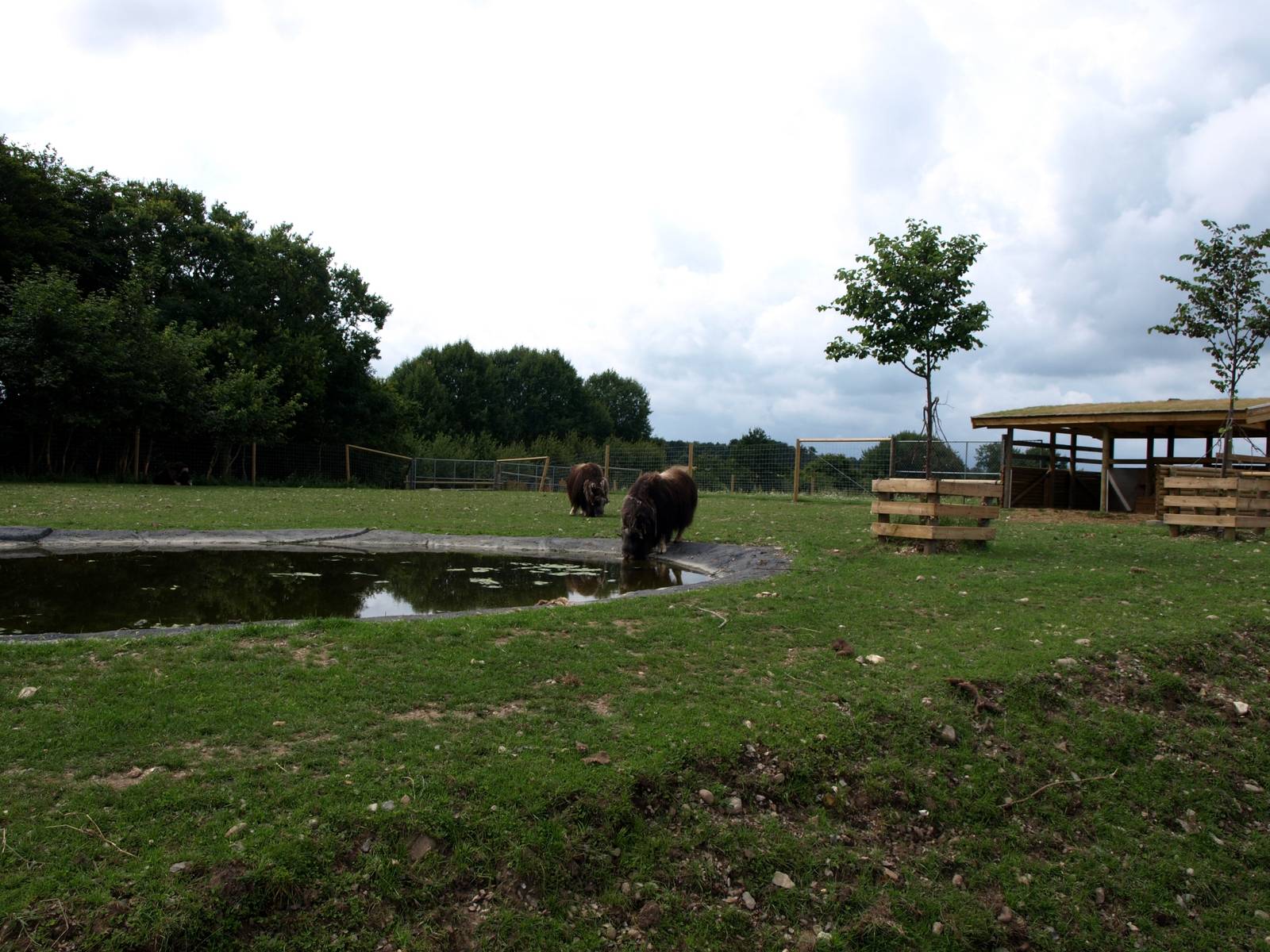 Scandinavian Wildlife Park - Musk ox exhibit