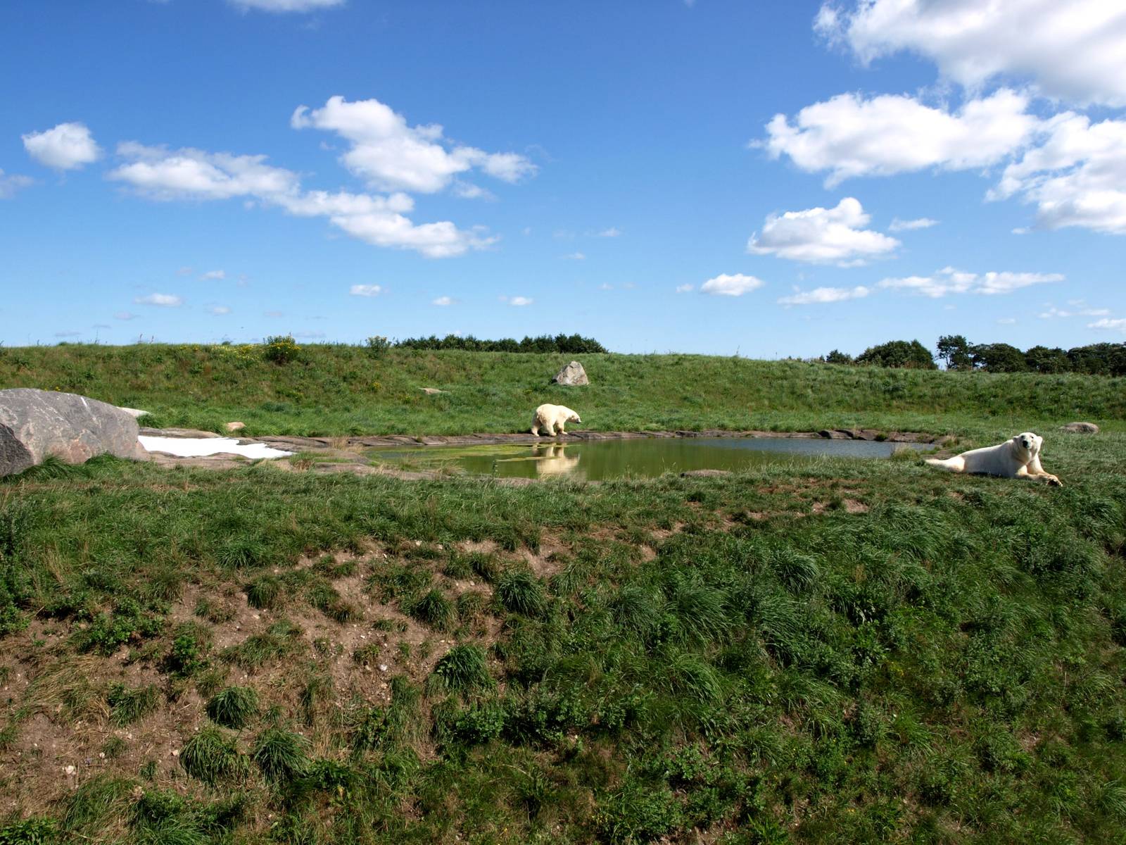 Scandinavian Wildlife Park - Polar Bear feeding area