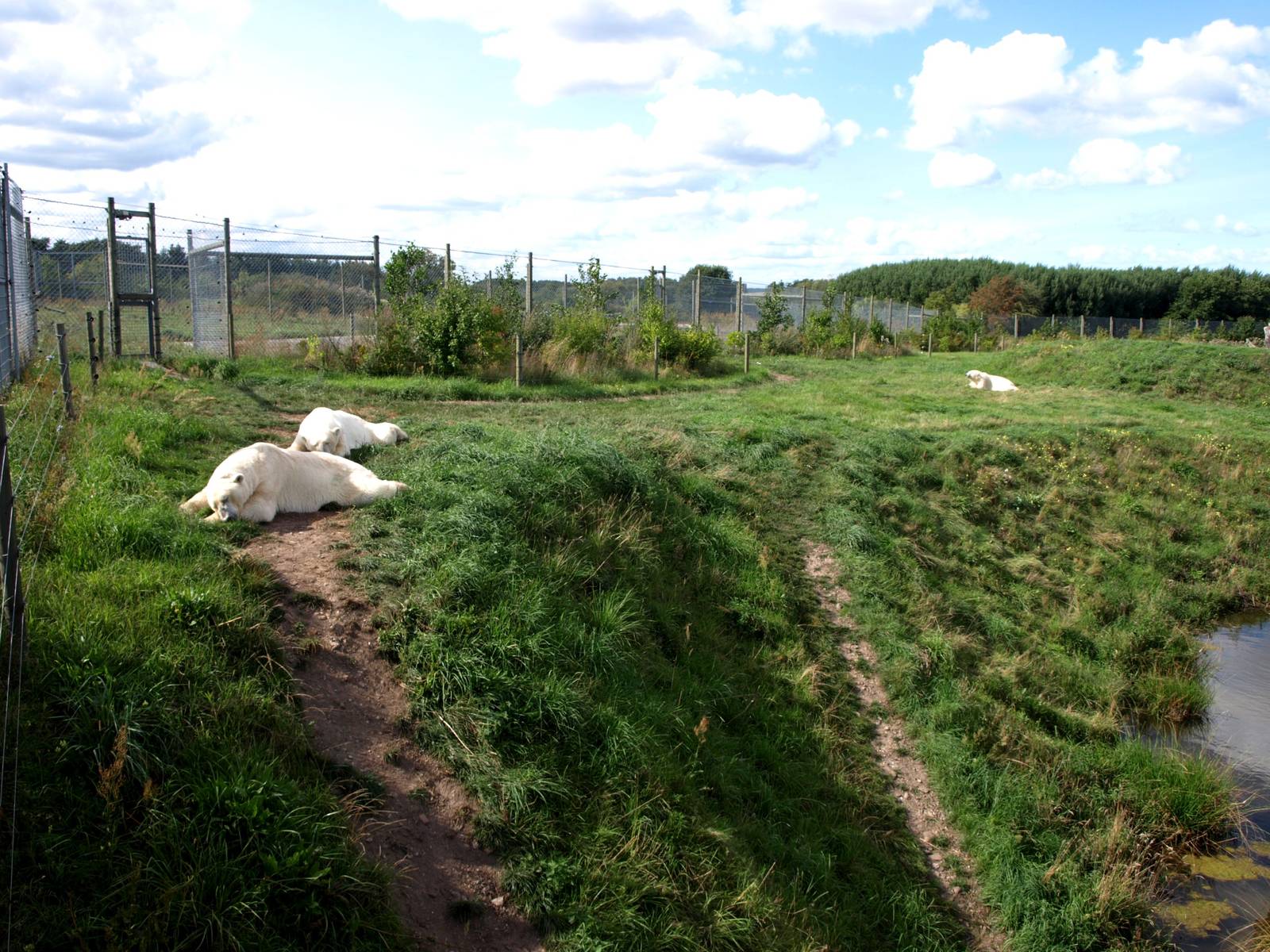 Scandinavian Wildlife Park - Polar Bear Park