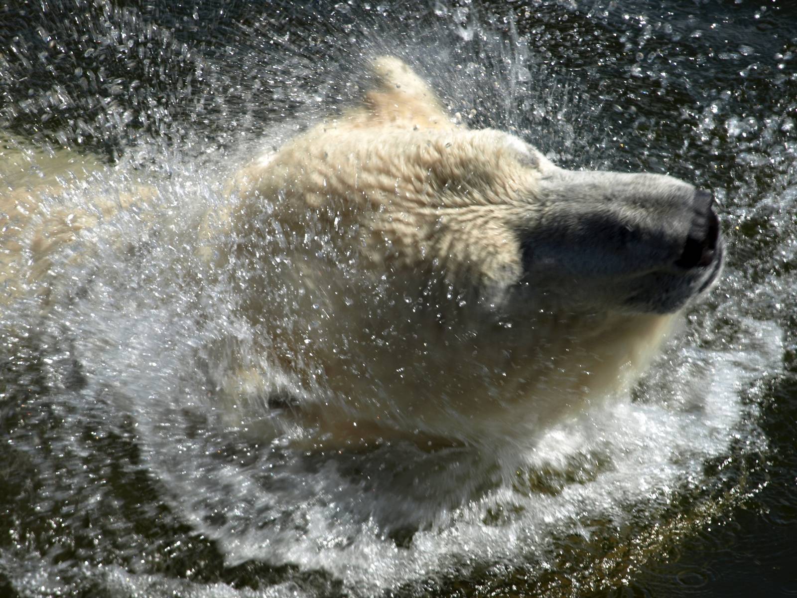 Scandinavian Wildlife Park - Polar bear swimming