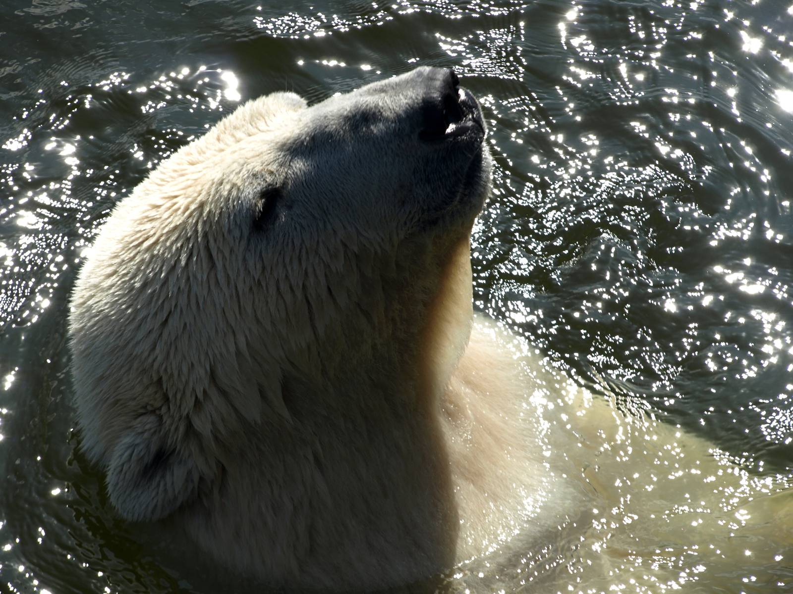 Scandinavian Wildlife Park - Polar bear swimming