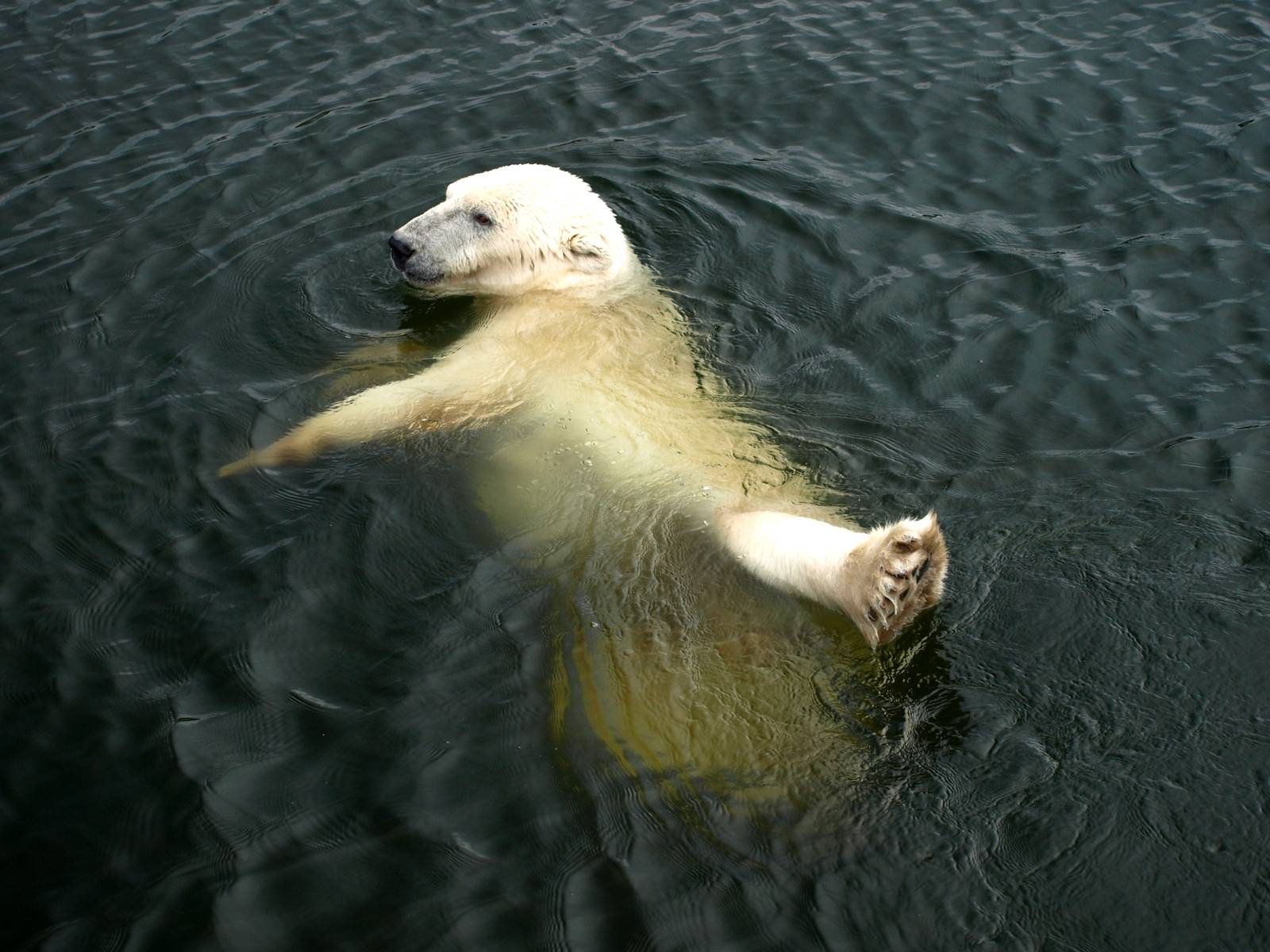 Scandinavian Wildlife Park - Polar bear