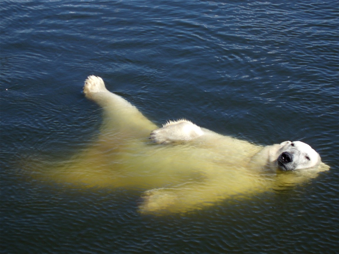 Scandinavian Wildlife Park - Polar bear
