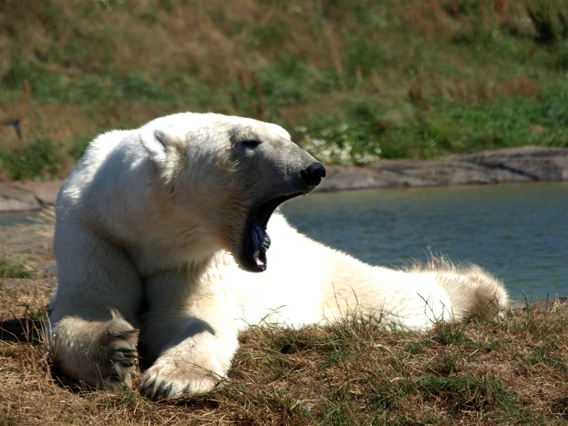Scandinavian Wildlife Park - Polar bear