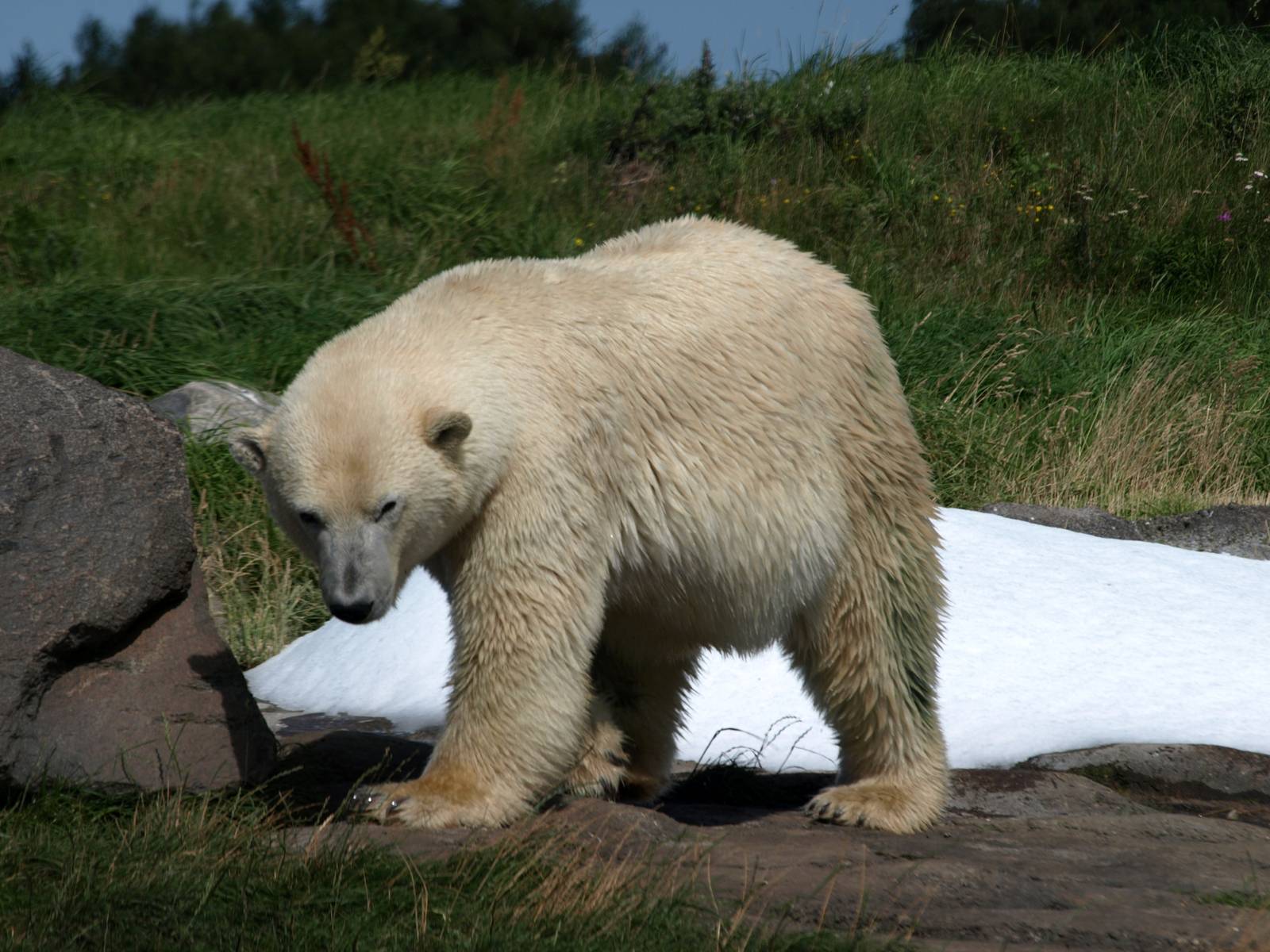 Scandinavian Wildlife Park - Polar bear