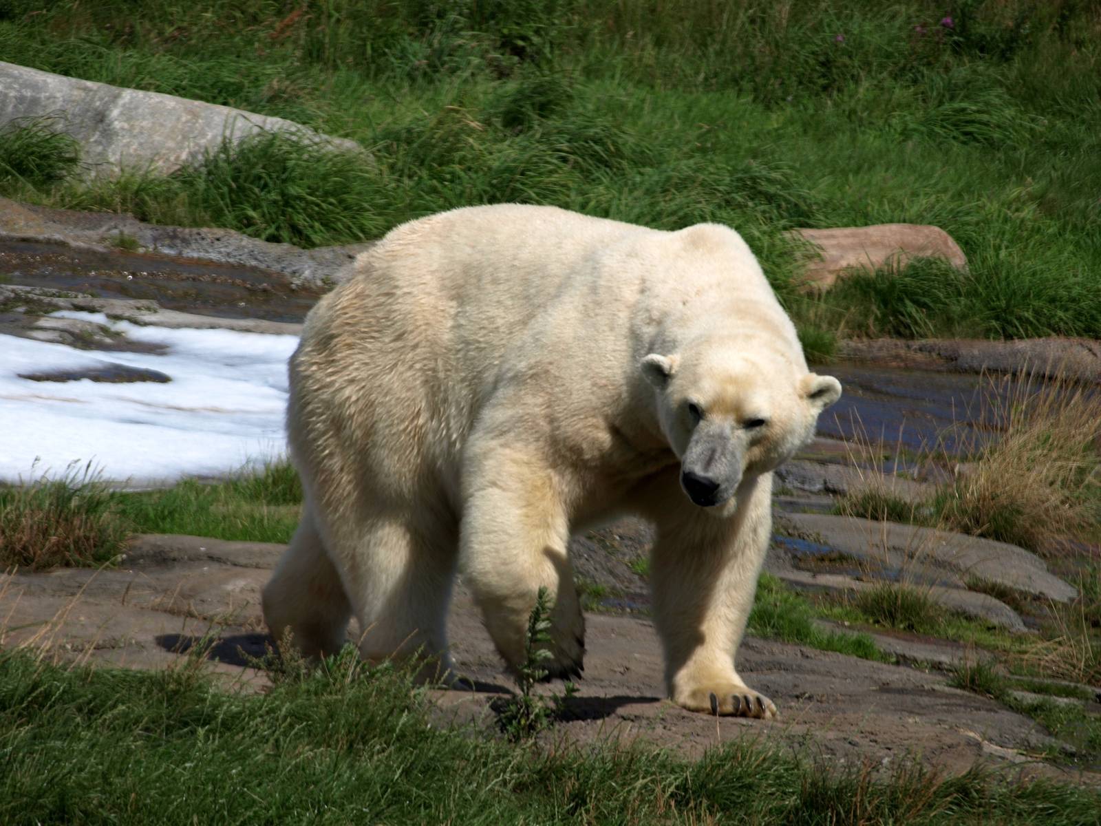 Scandinavian Wildlife Park - Polar bear