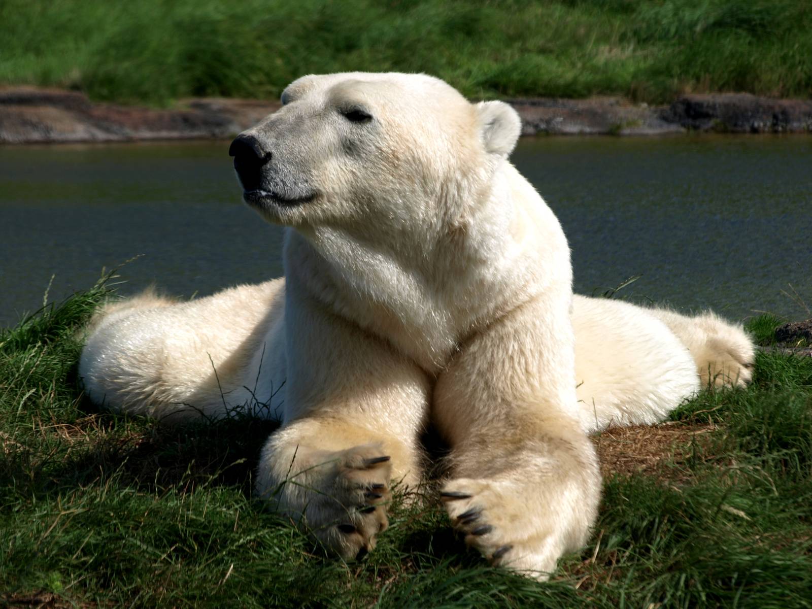 Scandinavian Wildlife Park - Polar bear