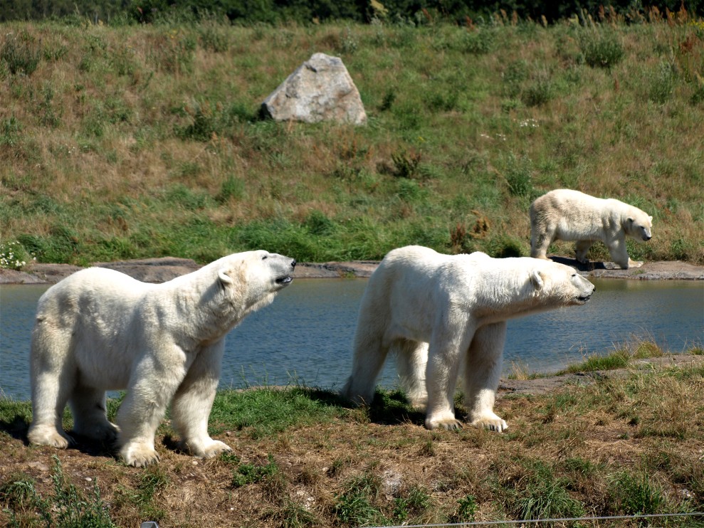 Scandinavian Wildlife Park - Polar bears