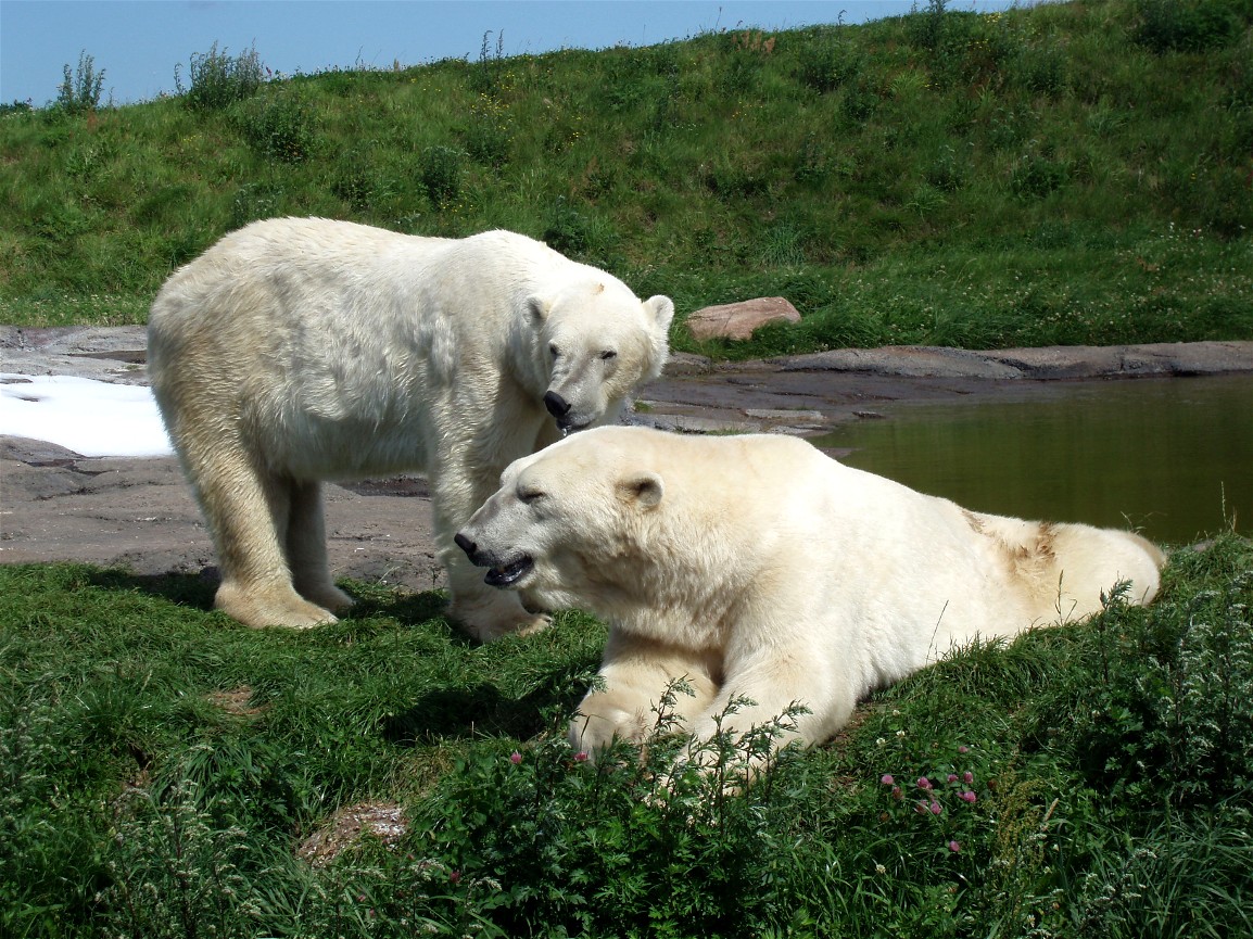 Scandinavian Wildlife Park - Polar bears