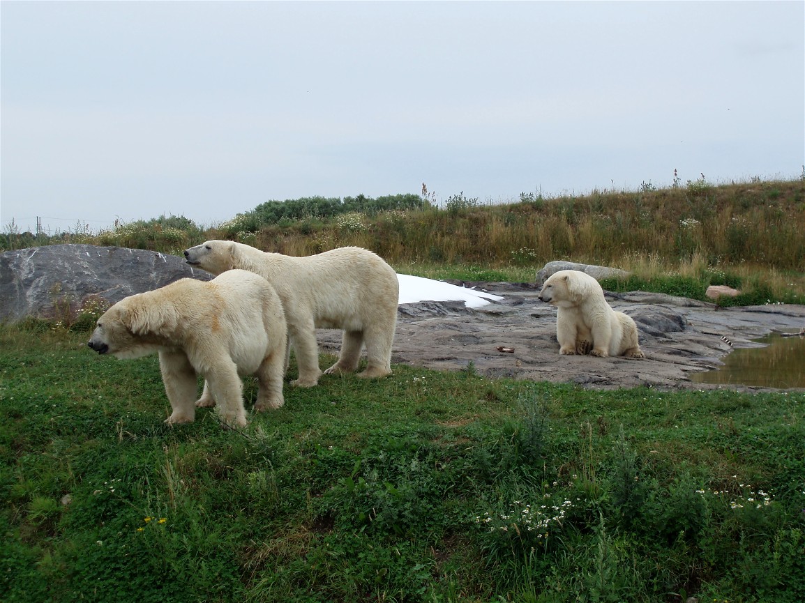 Scandinavian Wildlife Park - Polar bears