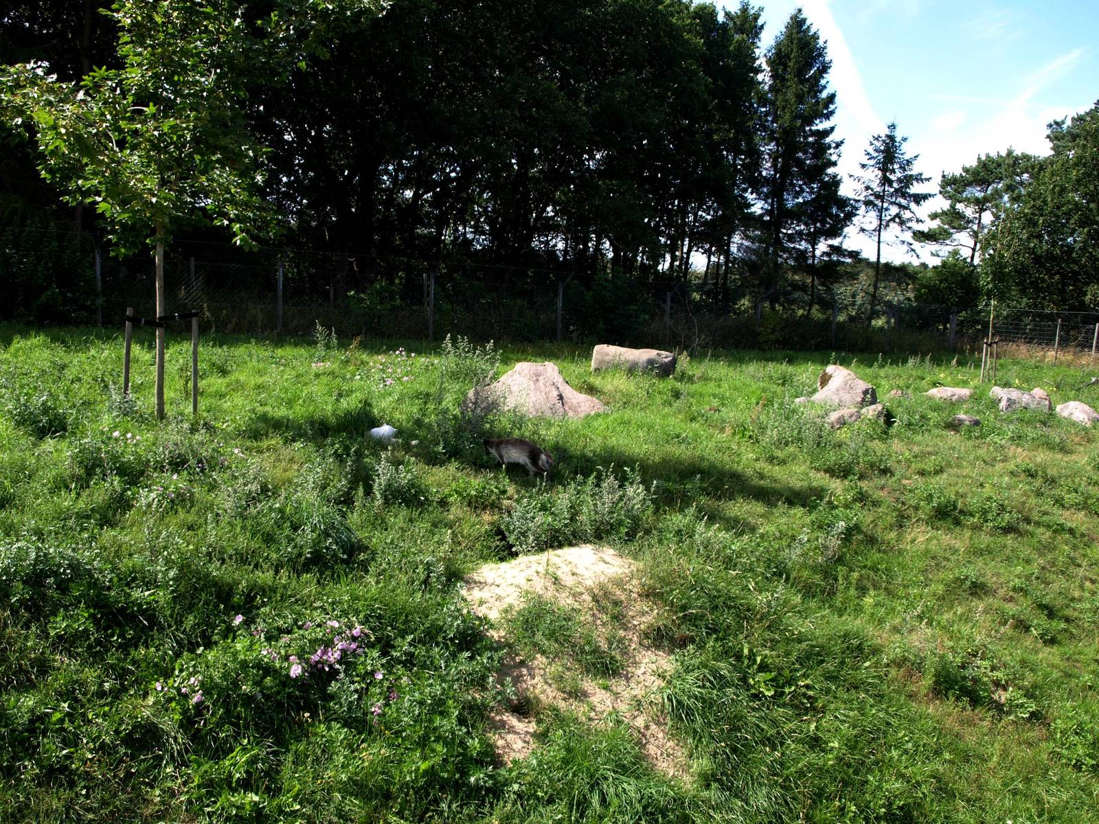 Scandinavian Wildlife Park - Polar fox exhibit