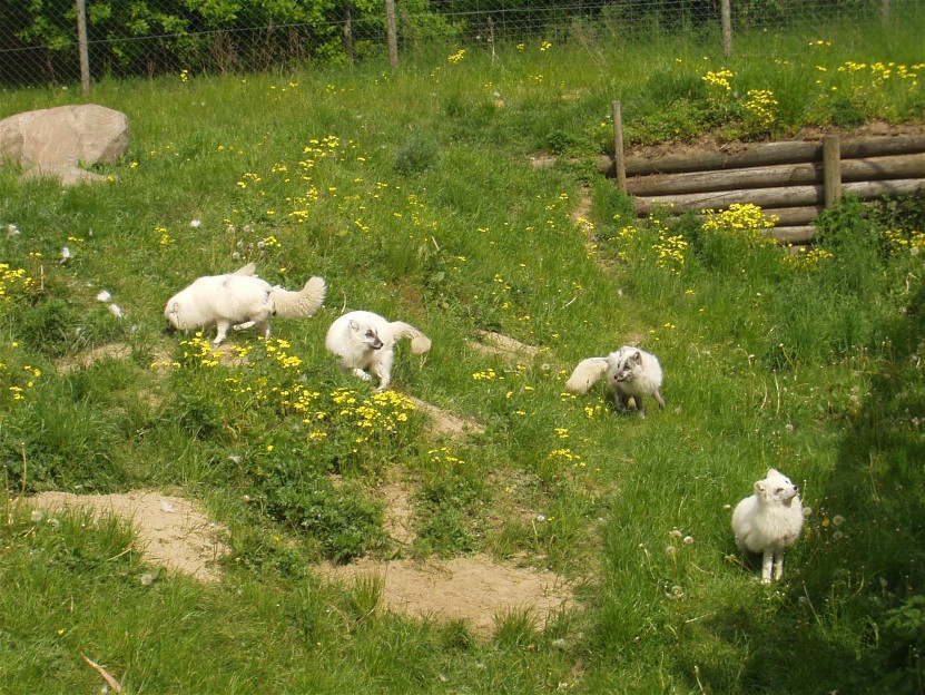 Scandinavian Wildlife Park -  Polar foxes