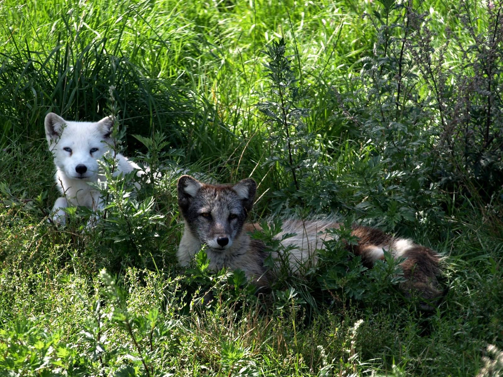 Scandinavian Wildlife Park - Polar foxes