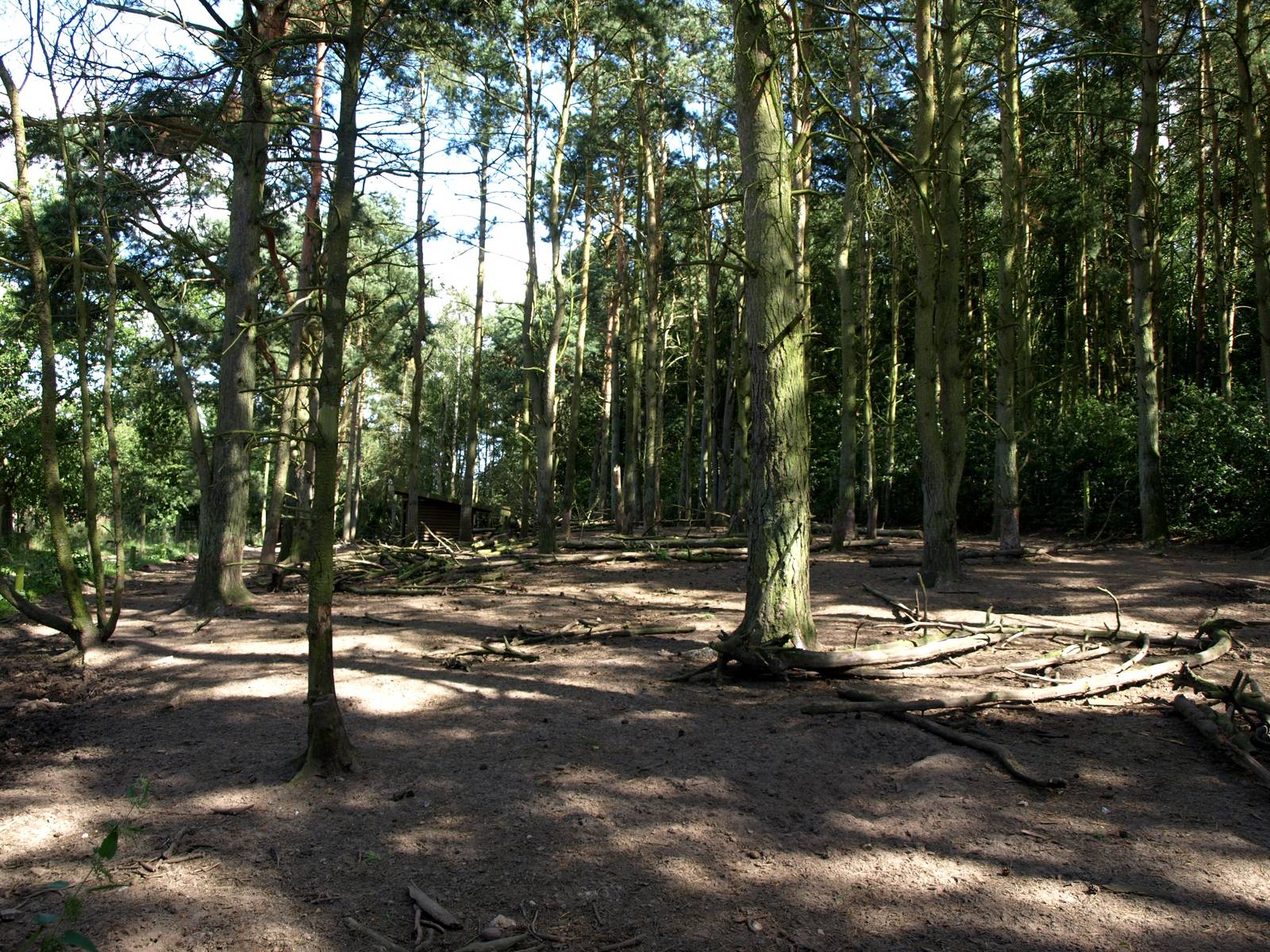 Scandinavian Wildlife Park - Wild boar enclosure