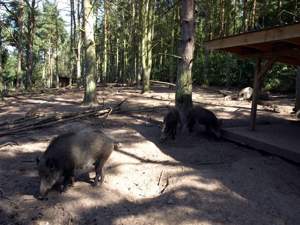 Scandinavian Wildlife Park - Wild boars