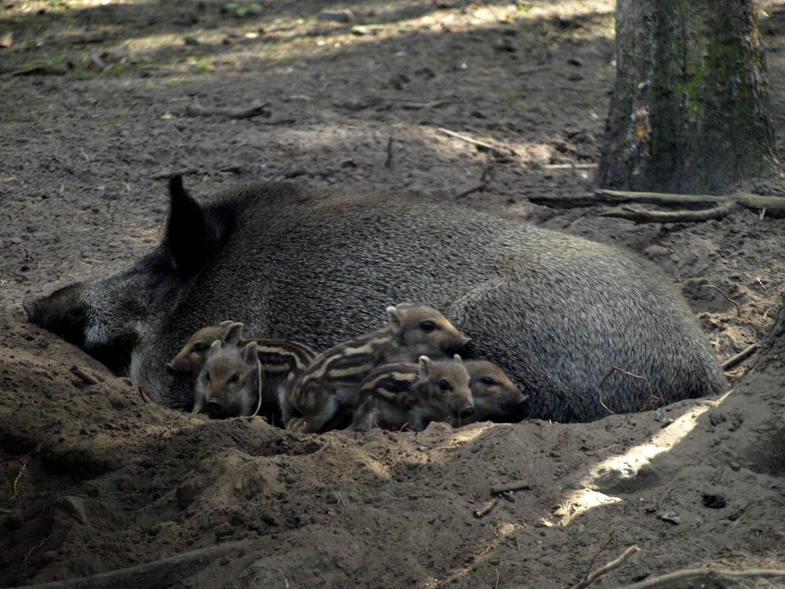 Scandinavian Wildlife Park - Wild boars