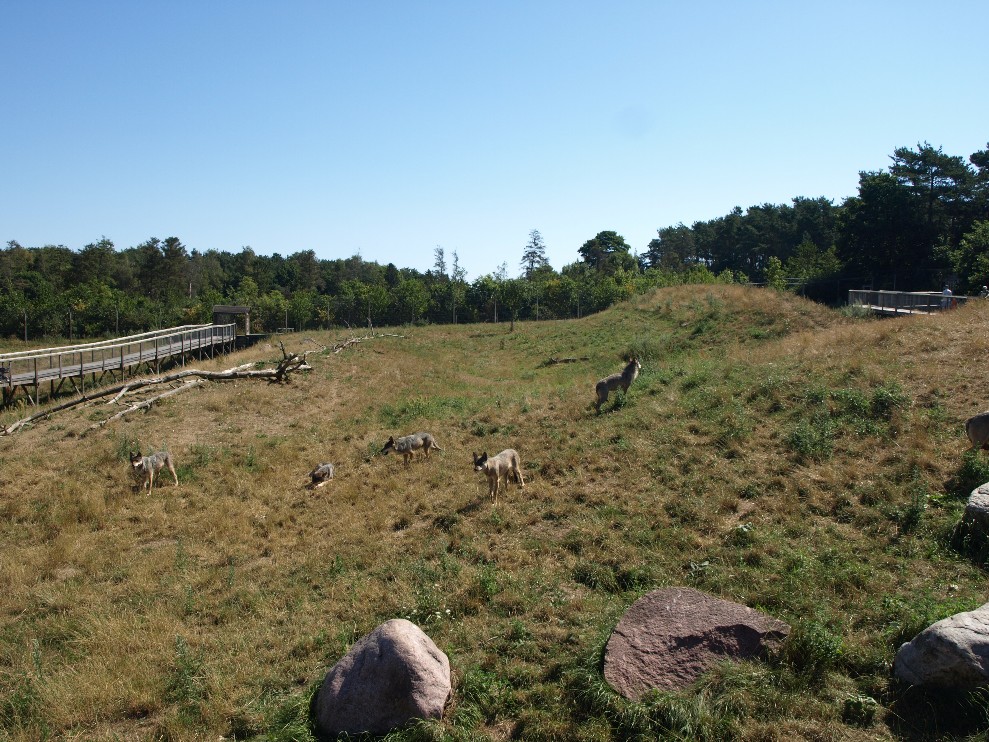Scandinavian Wildlife Park - Wolf Park