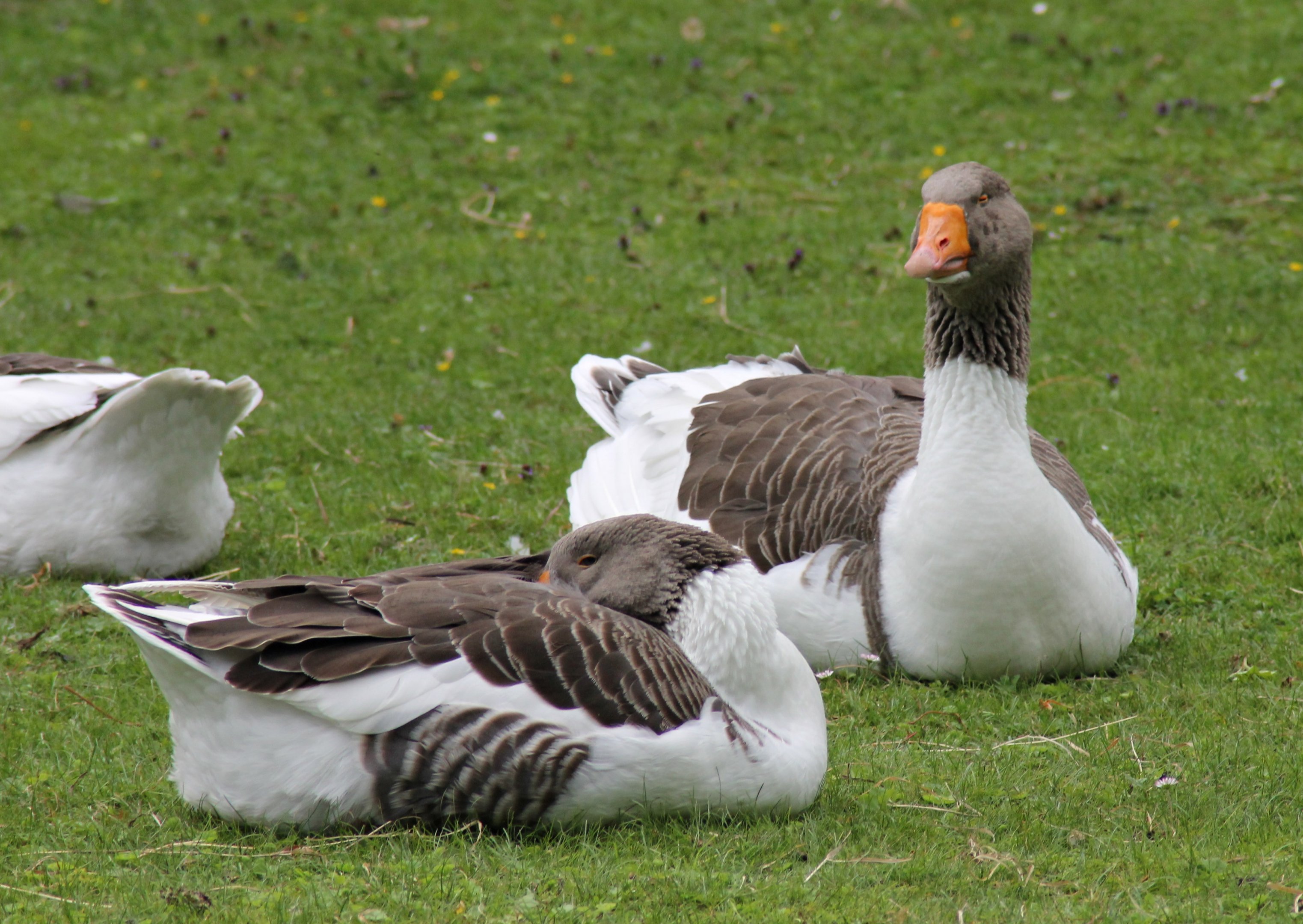 Scania geese