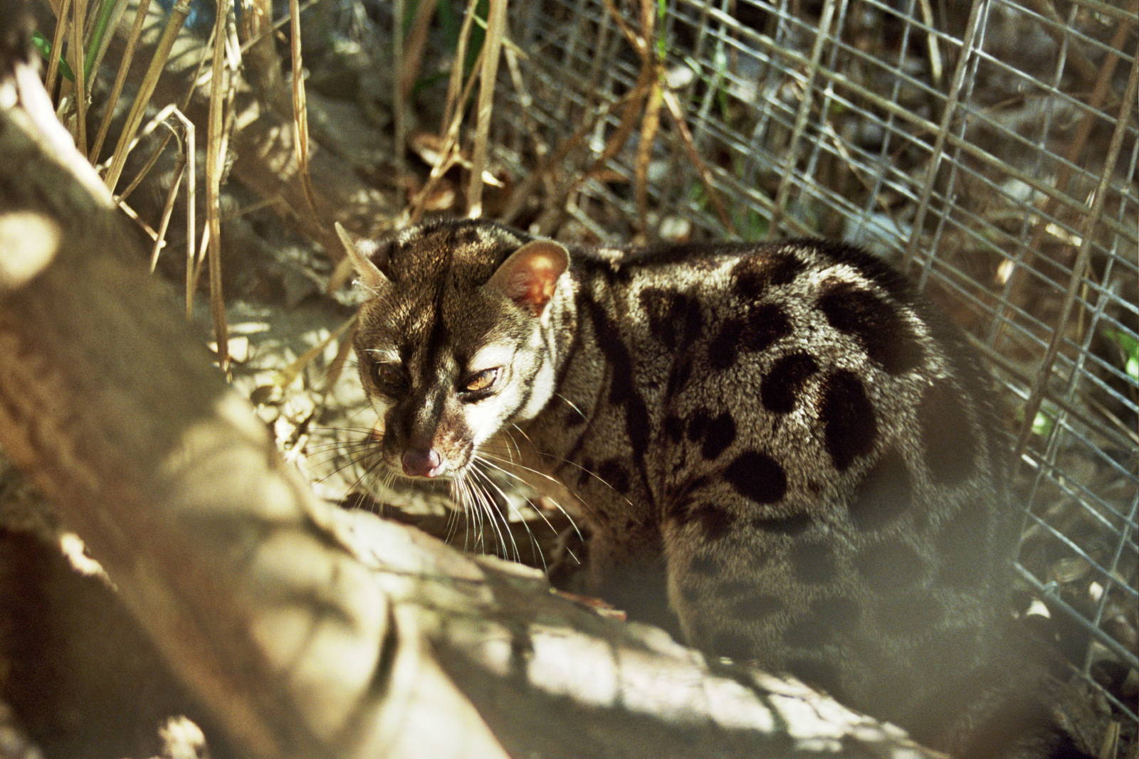 Scanned Big Cat Rescue Photos 2006 species ID?