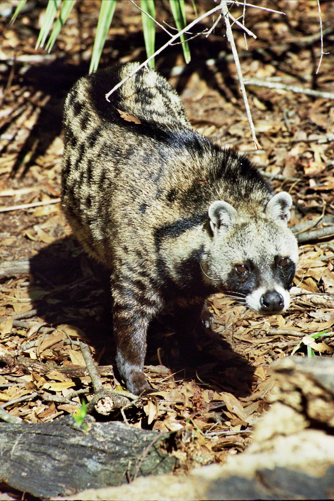 Scanned Big Cat Rescue Photos 2006