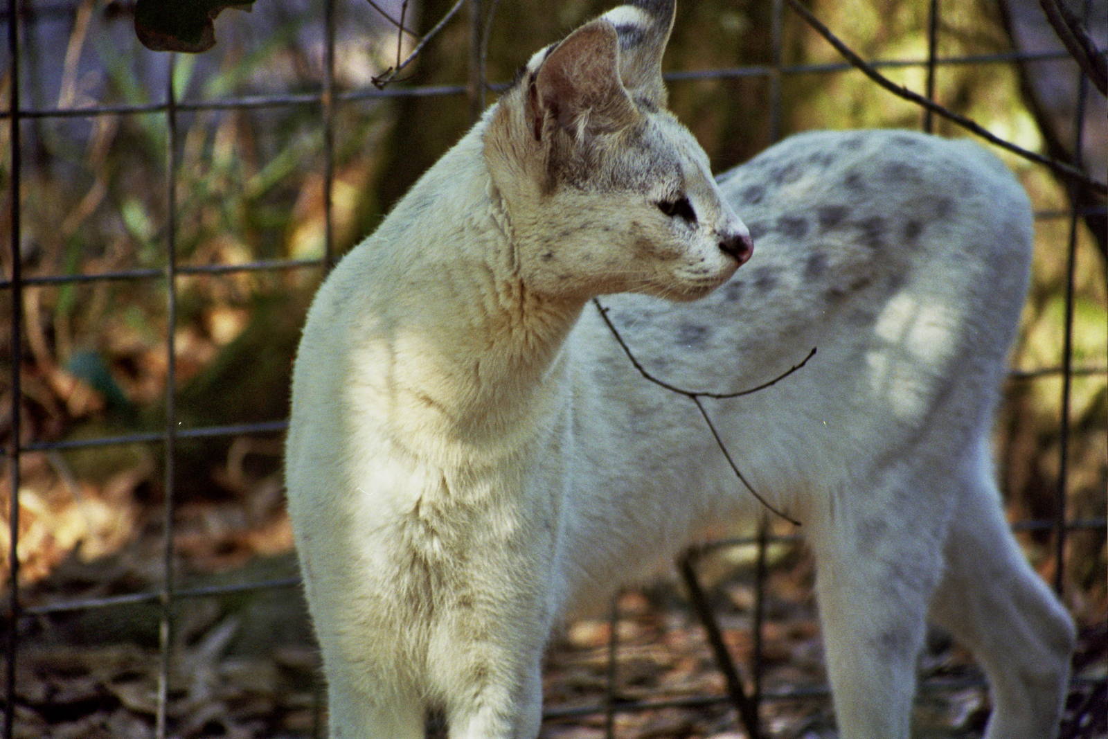Scanned Big Cat Rescue Photos 2006