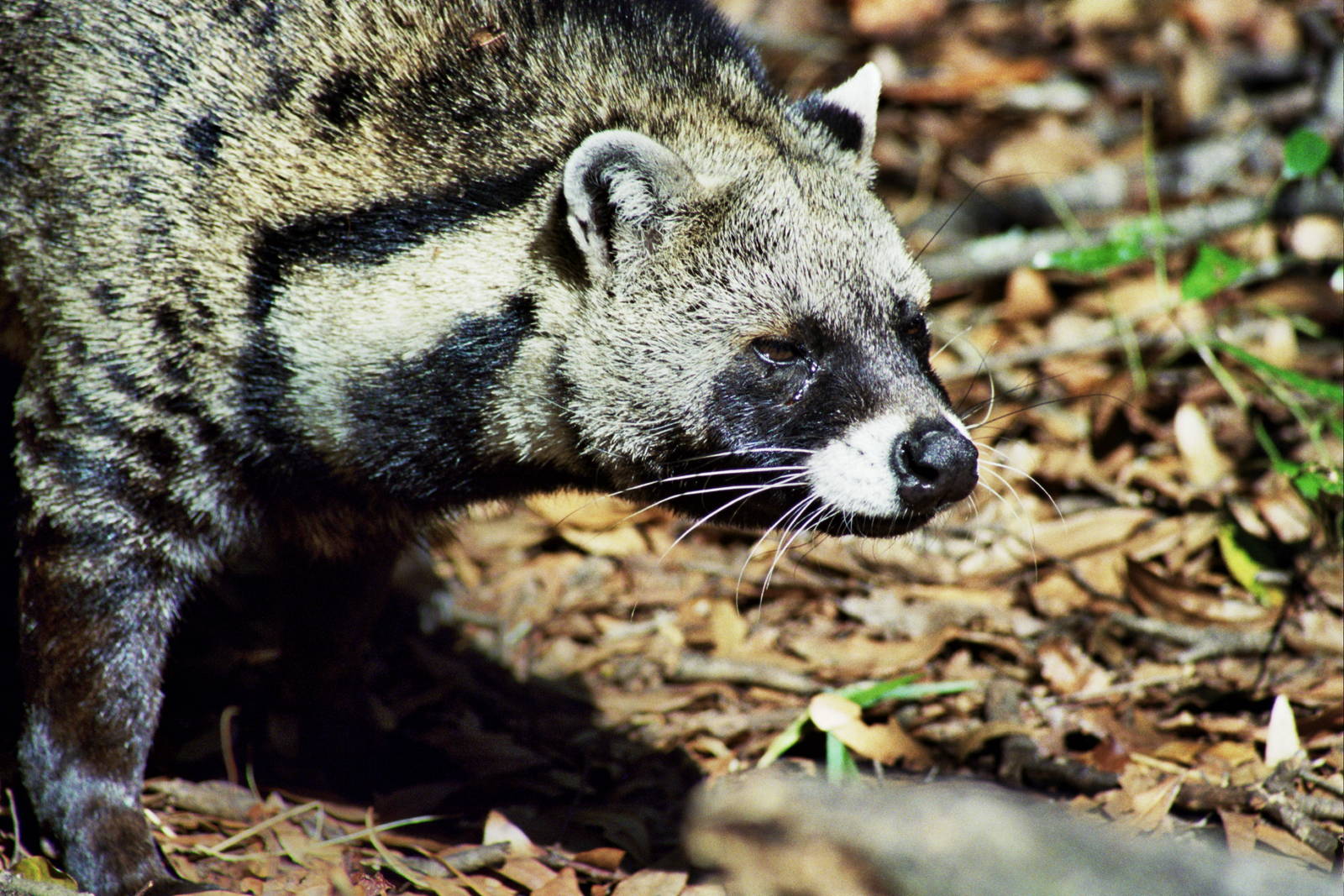 Scanned Big Cat Rescue Photos 2006