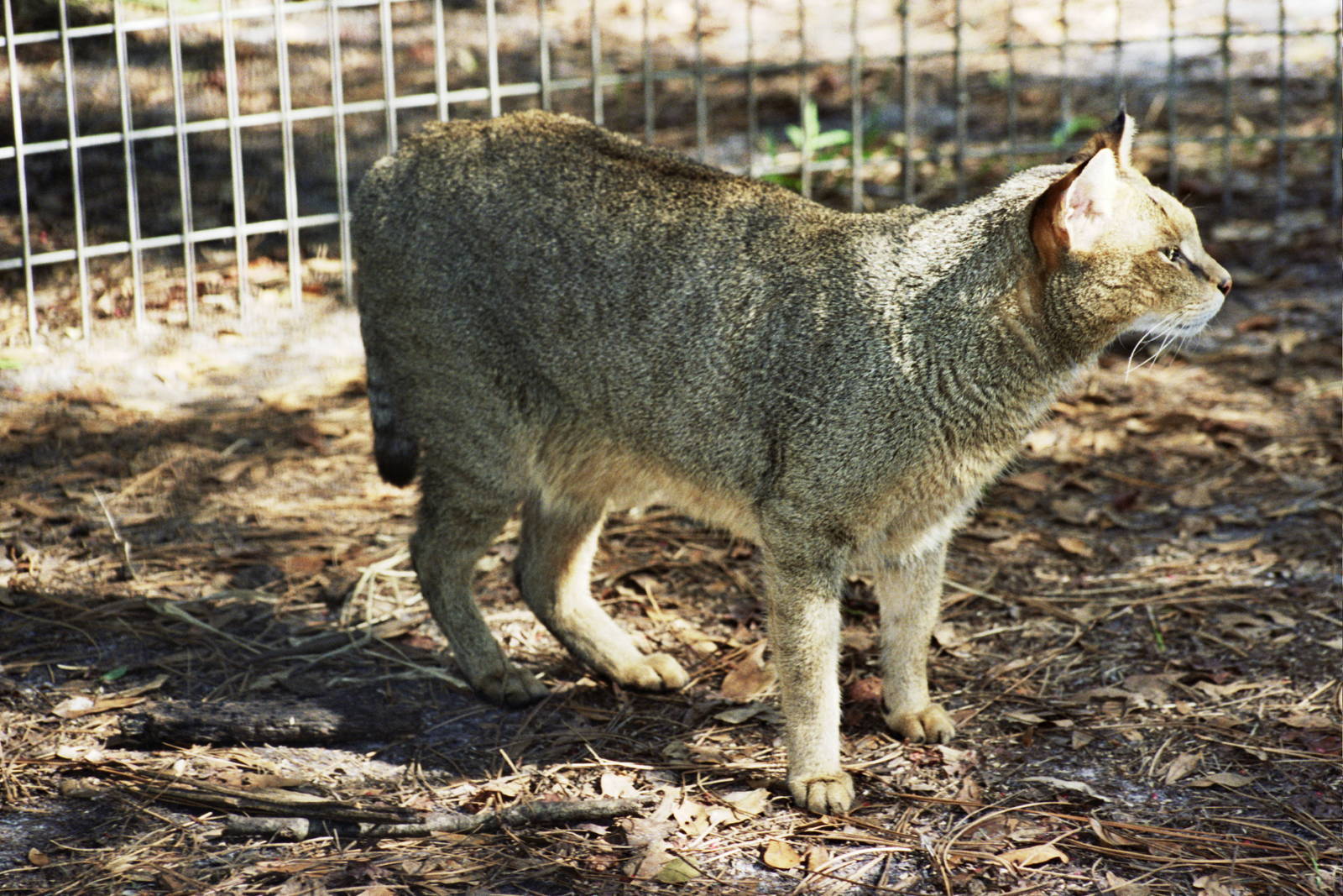Scanned Big Cat Rescue Photos 2006