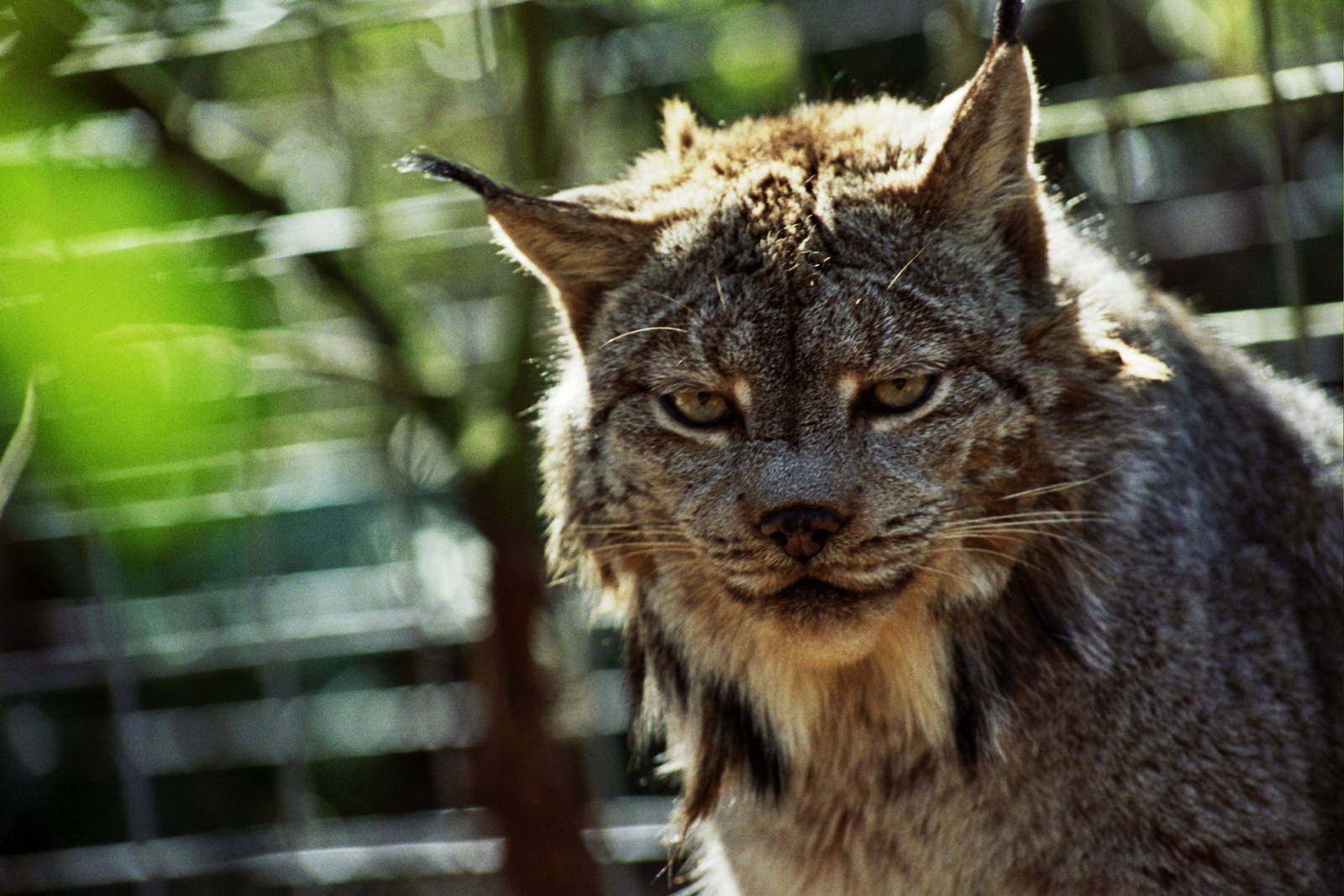 Scanned Big Cat Rescue Photos 2006