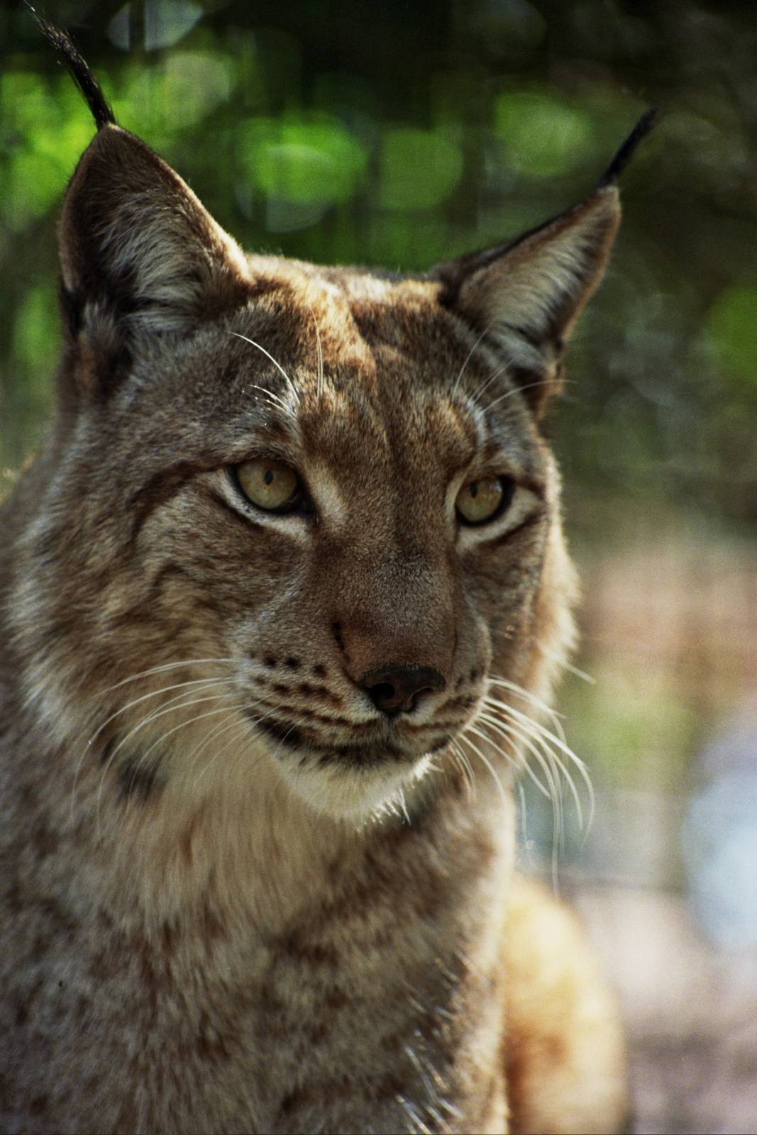 Scanned Big Cat Rescue Photos 2006