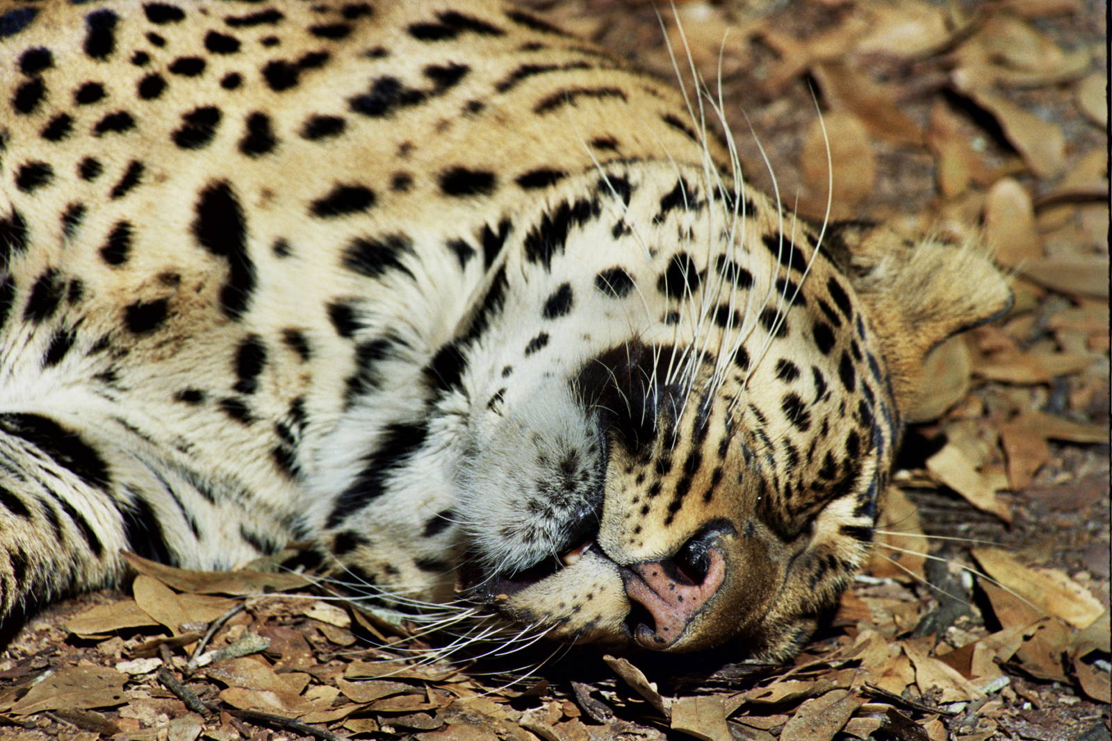 Scanned Big Cat Rescue Photos 2006